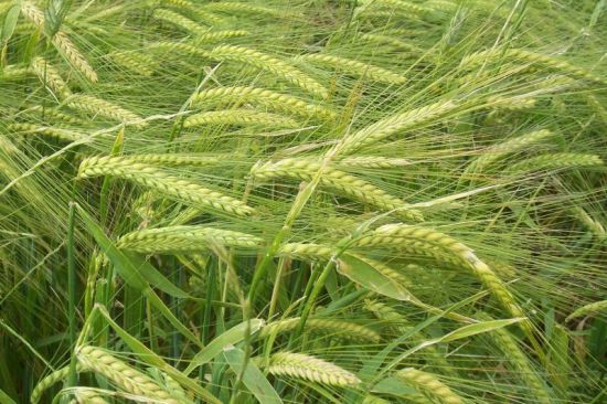 Barley 